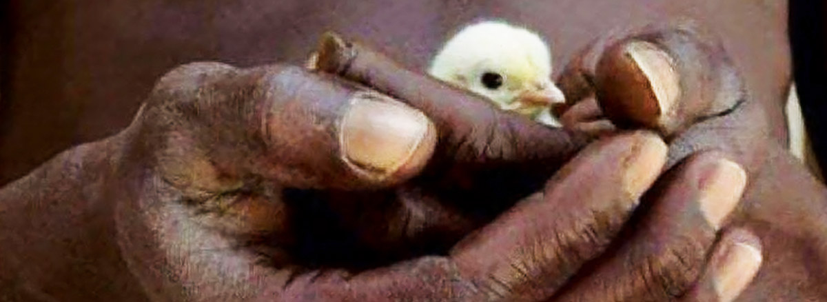 rough looking hands holding a baby chick